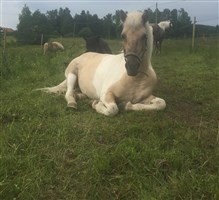 N A V natur aktivitet vandring i södra öfalla